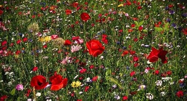 Blumenwiese