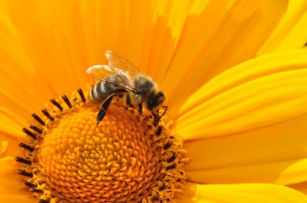 bienenfutterpflanzen