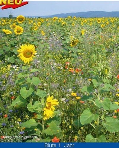 Produktbild Kiepenkerl Bluehende Landschaften mit einer bunten Vielfalt an blühenden Wildblumen und Sonnenblumen im Feld und dem Hinweis Blute 1 Jahr.