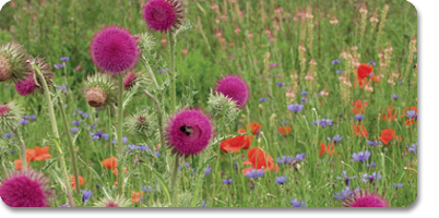 Produktbild von Greenfield GF 814 Biotopflächen Halb- und Teilschatten RSM 8.1.4 mit verschiedenen Wildblumen und Gräsern auf einer Wiese.