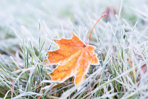 herbst-frost