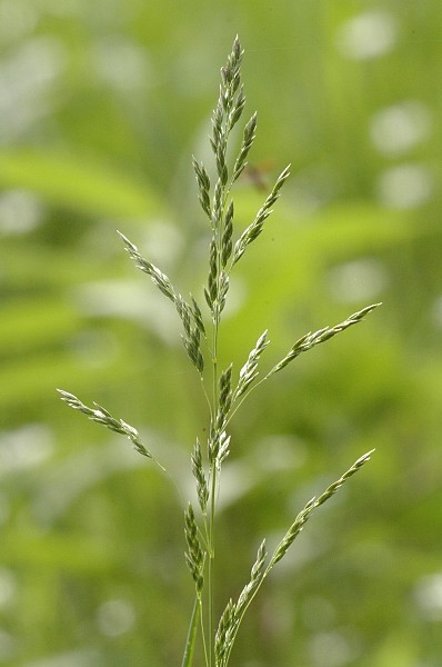 Poa-nemoralis-hain-rispenraas