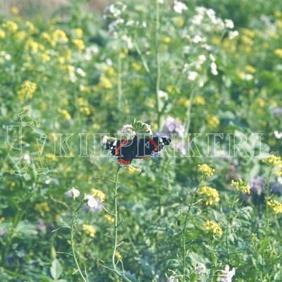 Produktbild der Kiepenkerl Wildschutzmischung WSM 2 mit verschiedenen Wildblumen und einem Schmetterling auf einer Blüte, Logo von Kiepenkerl sichtbar.