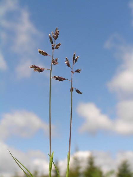 poa-supina-laegerrispe