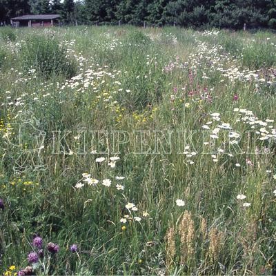 Produktbild von Kiepenkerl RSM 8.1.3 Biotopflaechen Magerstandorte neutral-alkalisch mit einer Wiese aus verschiedenen Wildblumen und Gruenpflanzen.