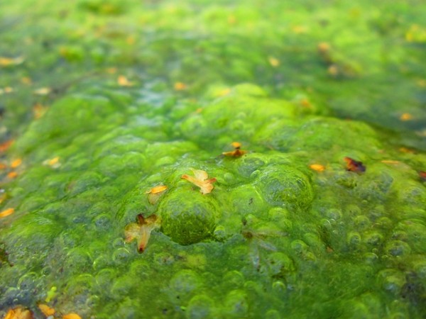 algen-auf-dem-rasen