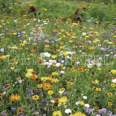 Produktbild von Kiepenkerl Karnevalsmischung einjährige Blumensamen zeigt eine bunte Auswahl blühender Blumen in verschiedenen Farben.