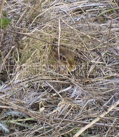 Produktbild von Kiepenkerl Wildschutzmischung WSM 1 mit der Darstellung der Verpackung und Informationen zur Zusammensetzung und Anwendung in deutscher Sprache