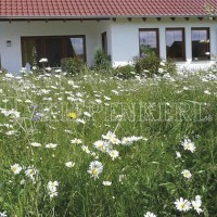 Rieger-Hofmann Blumenrasen-Kräuterrasen 1 Kg