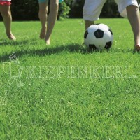 Produktbild des Kiepenkerl RSM 2.3 Gebrauchsrasen mit Poa supina für Schattenlagen zeigt einen üppigen grünen Rasen und einen Fußball, im Hintergrund sind...