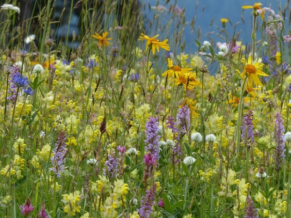 rieger-hofmann-blumenwiese