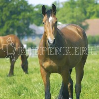 Produktbild von Country Horse 2120 Pferdeweide Balance fruktanarm mit zwei Pferden auf einer Weide und dem Markenlogo Kiepenkerl im Vordergrund.