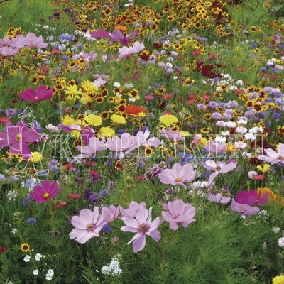 Produktbild von Kiepenkerl Tempo Blütenflor einjährig mit bunten Sommerblumen verschiedener Arten in einer natürlichen Anordnung