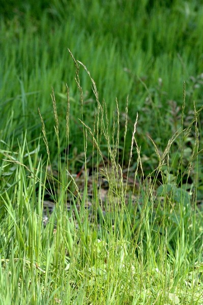 festuca-rubra-rot-schwingel