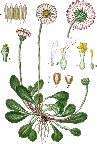 Bellis_perennis-_Sturm_1849-_Abt-1-_Bd-_20-_XIX_2-_beschnitten