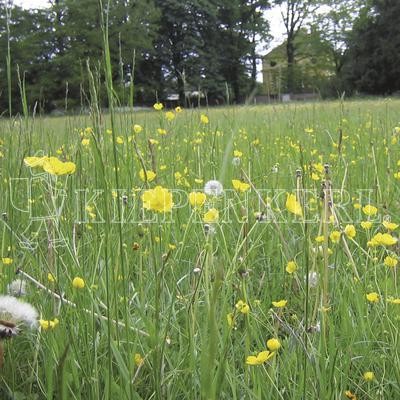 Produktbild von Kiepenkerl RSM 8.1.2 Biotopflächen Magerstandorte sauer mit grüner Wiese und gelben Blüten.