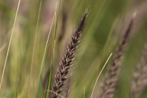 mindesthaltbarkeit-rasensamen