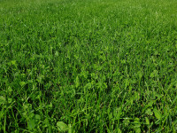 Produktbild von Kiepenkerl Naturrasen mit Micro-Klee fuer trockene Standorte zeigt eine Nahaufnahme gruenen Rasens mit eingewachsenem Klee.