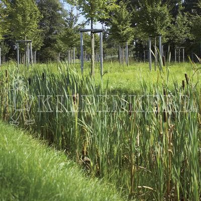 Produktbild Kiepenkerl RSM 8.1.1 Biotopflächen ohne extreme Ausprägungen zeigt eine Wiese mit verschiedenen Gräsern und Pflanzen und im Hintergrund junge Bäume mit Schutzgittern.