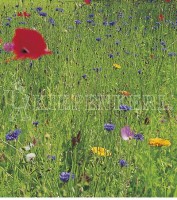 Produktbild von Kiepenkerl Bienenfutterpflanzen mehrjährig zeigt eine bunte Mischung verschiedener Blumen auf einer Wiese.