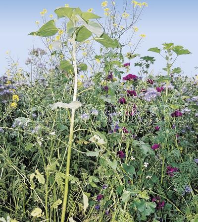 Produktbild von Kiepenkerl Flugwildmischung Bluetenzauber mit einer Vielfalt blühender Pflanzen.