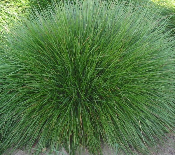 Festuca_rubra_var-_commutata