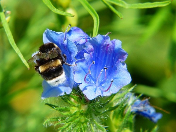 Wildblumensamen-mehrjaehrig