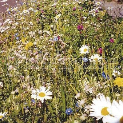 Produktbild von Rieger-Hofmann Verkehrsinseln und magere Standorte mit einer Vielfalt an Wildblumen und Gräsern.