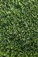 Produktbild von Einzelsaat Festuca arundinacea Rohrschwingel Sorte SC1 Großpackung mit Nahaufnahme der grünen Grasoberfläche. Produktbild von Einzelsaat Festuca arundinacea Rohrschwingel Sorte SC1 Großpackung mit Nahaufnahme der grünen Grasoberfläche.