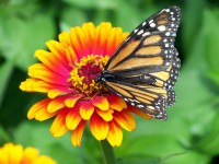 Rieger-Hofmann Schmetterlings- und Wildbienensaum 1 kg Blumensamen