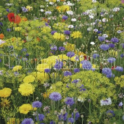 Produktbild Kiepenkerl Farben vergangener Zeit einjährig zeigt eine bunte Mischung aus Blumen in verschiedenen Farben und Formen.