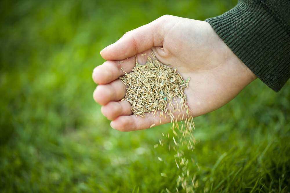 Rasen säen im Herbst Welcher Dünger ist jetzt richtig?