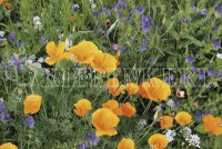 Kiepenkerl Insektenparadies einjährig