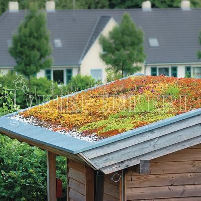 Kiepenkerl RSM 6.1 Extensive Dachbegrünung 1 kg Samen