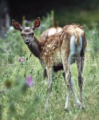 Produktbild von Kiepenkerl Pioniermischung mit dem Bild eines jungen Rehs auf einer Wiese und dem Markennamen in der Bildmitte.