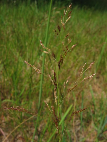 agrostis-cappillaris-rotes-straussgras