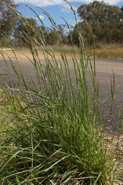 Festuca-arundinacea-rohr-schwingel