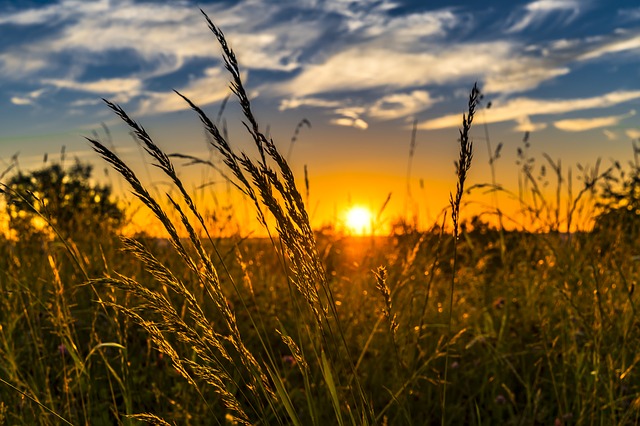 So werden Grassamen professionell angebaut und gewonnen!