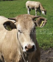 Produktbild einer Kiepenkerl Weidemischung Standard G II ohne Klee mit zwei braunen Kühen auf einer Wiese und dem Markennamen deutlich sichtbar.