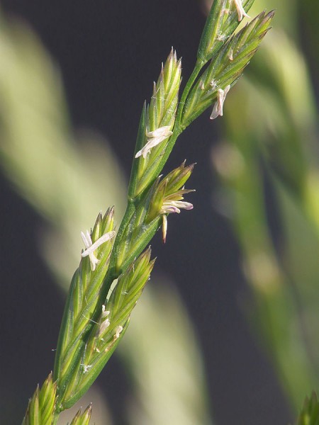 lolium-perenne-deutsches-weidelgras