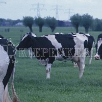 Produktbild von Kiepenkerl Weidemischung Standard GV Nachsaat mit Kühen auf einer Weide und dem Kiepenkerl Markenlogo.