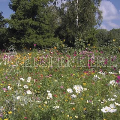 Produktbild von Kiepenkerl Laendliche Bluetenwelle einjaehrige Blumensamen mit bunten Blumen und Markenlogo in natuerlicher Umgebung.