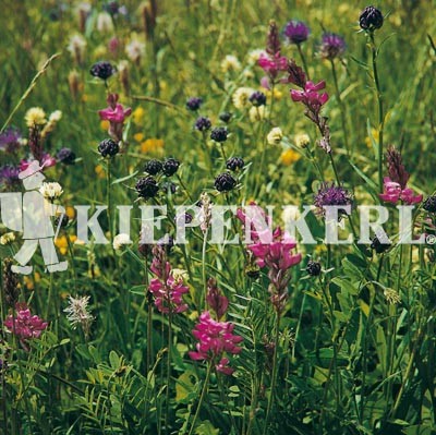 Produktbild der Kiepenkerl Blumenwiesen-Mischung LÖBF Kleve-Kellen mit verschiedenen Blumen und Gräsern in einer Wiese und dem Kiepenkerl Logo