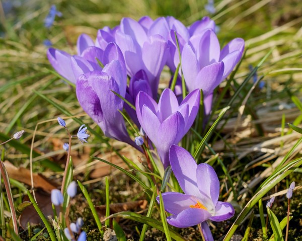 crocus-3179497_1280