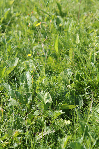Produktbild von Kiepenkerl RSM 2.4 Gebrauchsrasen - Kräuterrasen zeigt eine Nahaufnahme einer dichten grünen Rasenfläche mit verschiedenen Gräsern und Kräutern bei Tageslicht.