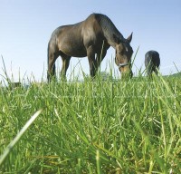 Produktbild von Kiepenkerl Kraeuter-Select fuer Pferde mit einem Pferd auf einer Wiese