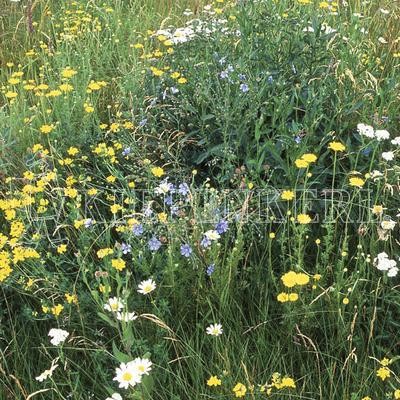 Produktbild von Kiepenkerl RSM 8.1.4 Biotopflächen Halb- und Teilschatten Saatgutmischung mit verschiedenen Wildblumen und Gräsern in einem natürlichen Wiesenambiente.