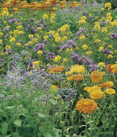 Produktbild von Kiepenkerl Tübinger Mischung einjähriger Blumensamen mit verschiedenen bunten Blüten und dem Markenlogo im Bild.