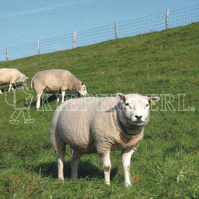 DSV Saaten Grassaatgut Pferdeweide, Grünland, Feldgras, Ökö