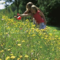 Produktbild von Kiepenkerl DSV RSM 7.2.2 Landschaftsrasen Trockenlagen mit Käutern zeigt eine blühende Wiese mit diversen Wildblumen und einer Person im...